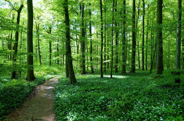 Hainich in Thüringen, het natuurpark vol daslook - Foto Sybylle Kroon