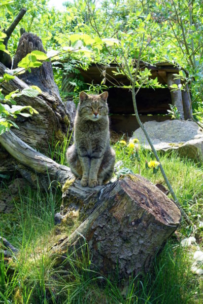 Een wilde kat in natuurpark Hainich, Thüringen - Foto Sybylle Kroon