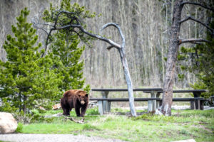 Een beer in Canada - Foto Shutterstock