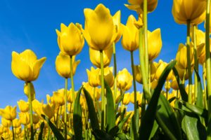 Tulpen - Foto Shutterstock