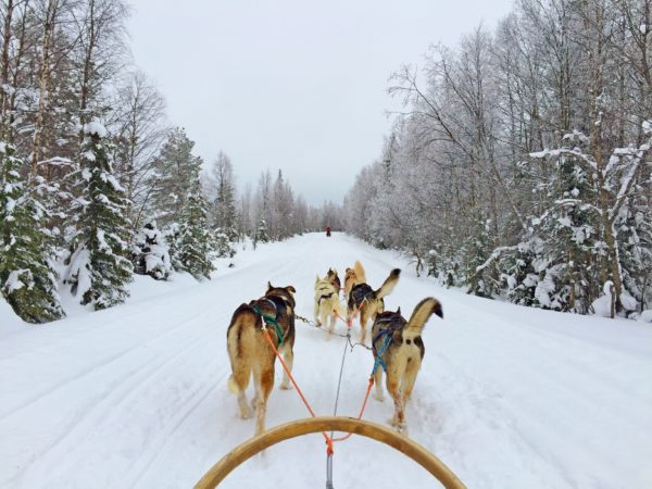 Fins Lapland Husky's Voor Slee Foto Sybylle Kroon