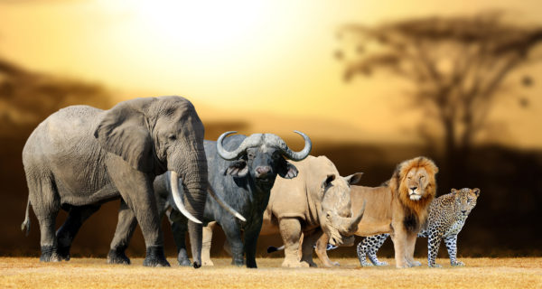 Big Five - Foto Shutterstock