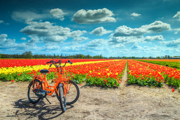 Fietsen door de Bollenstreek - Foto: Shutterstock