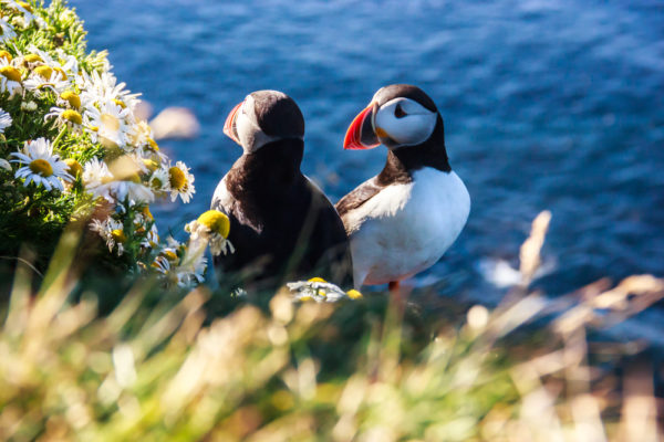 IJsland in de zomer met papegaaiduikers en bloemen - Foto: Shutterstock