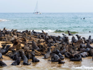 Zeeleeuwen in de buurt van Walvisbaai, aan de Skeleton Coast van Namibië - Foto: Shutterstock