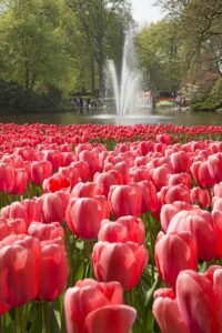 keukenhof