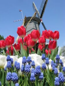 keukenhof